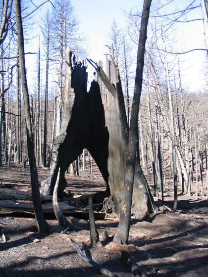 Sugar Pine after